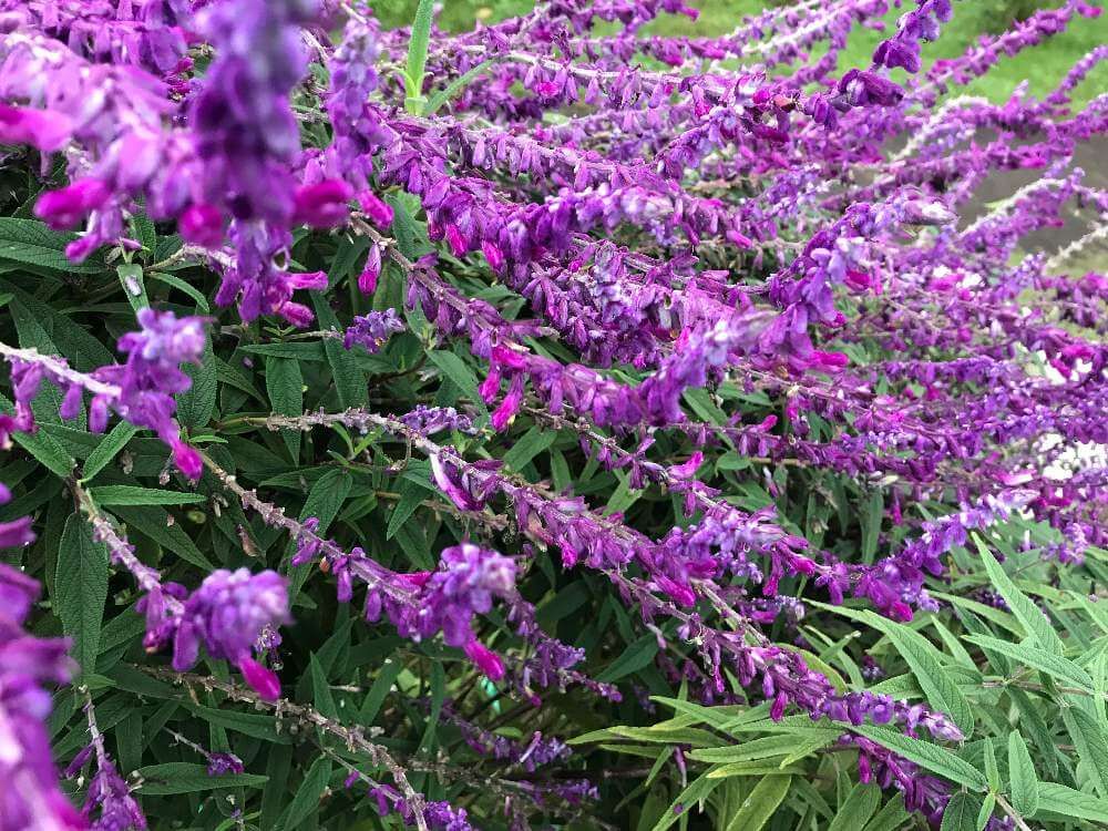 アメジストセージ　紫色の花