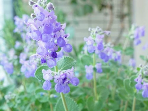 キャットミントの花言葉 効能や花の特徴 猫とは関係あるの Greensnap グリーンスナップ キャットミントの花言葉 効能や花の特徴 猫とは関係あるの Greensnap グリーンスナップ