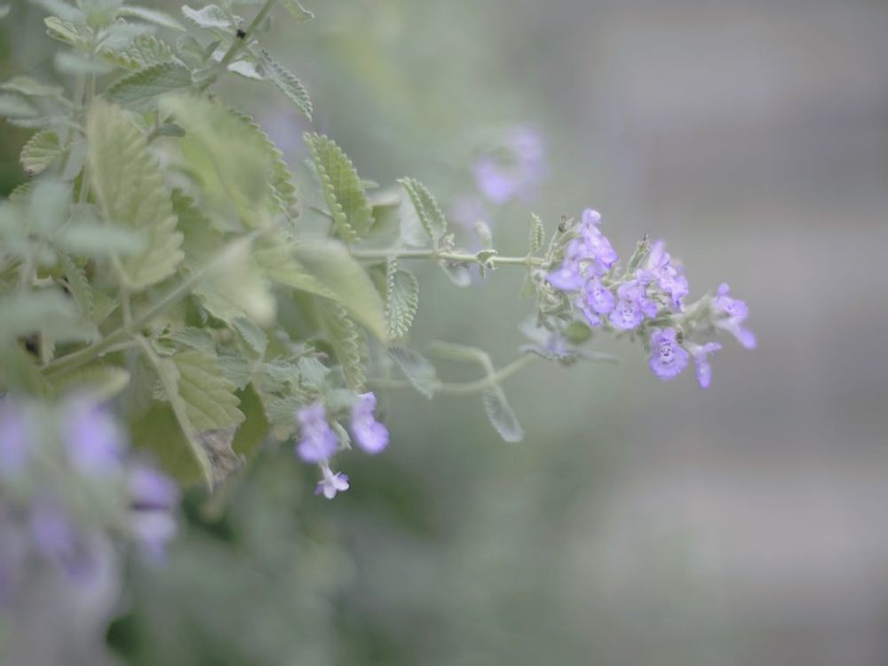 キャットミント