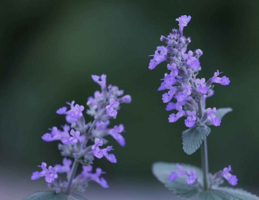 キャットミント