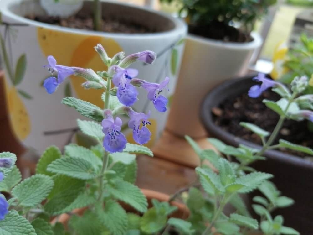 キャットミント