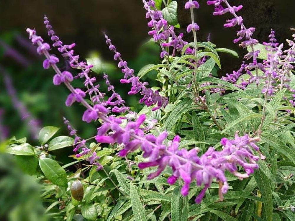 アメジストセージ　紫色の花