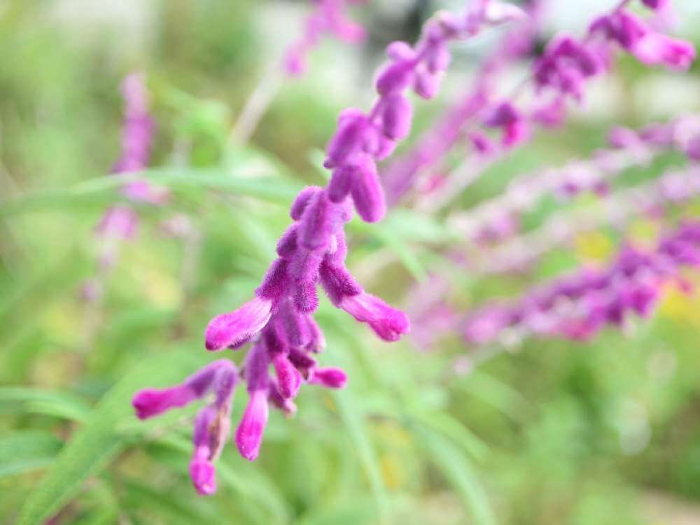 アメジストセージ