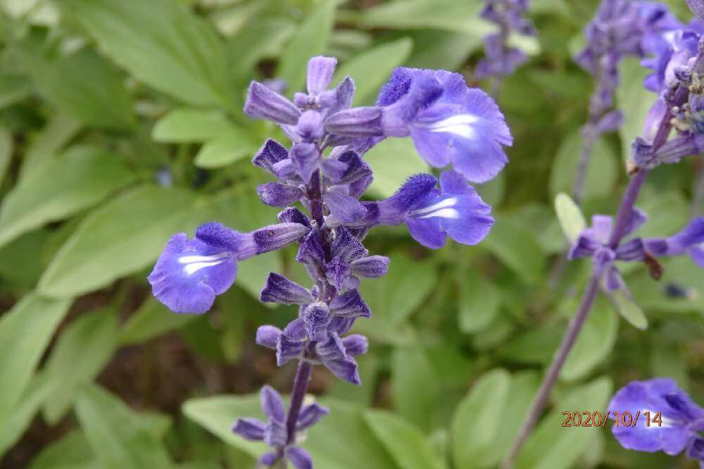 ブルーサルビアの花言葉 花の特徴や由来 寄せ植えにおすすめ Greensnap グリーンスナップ