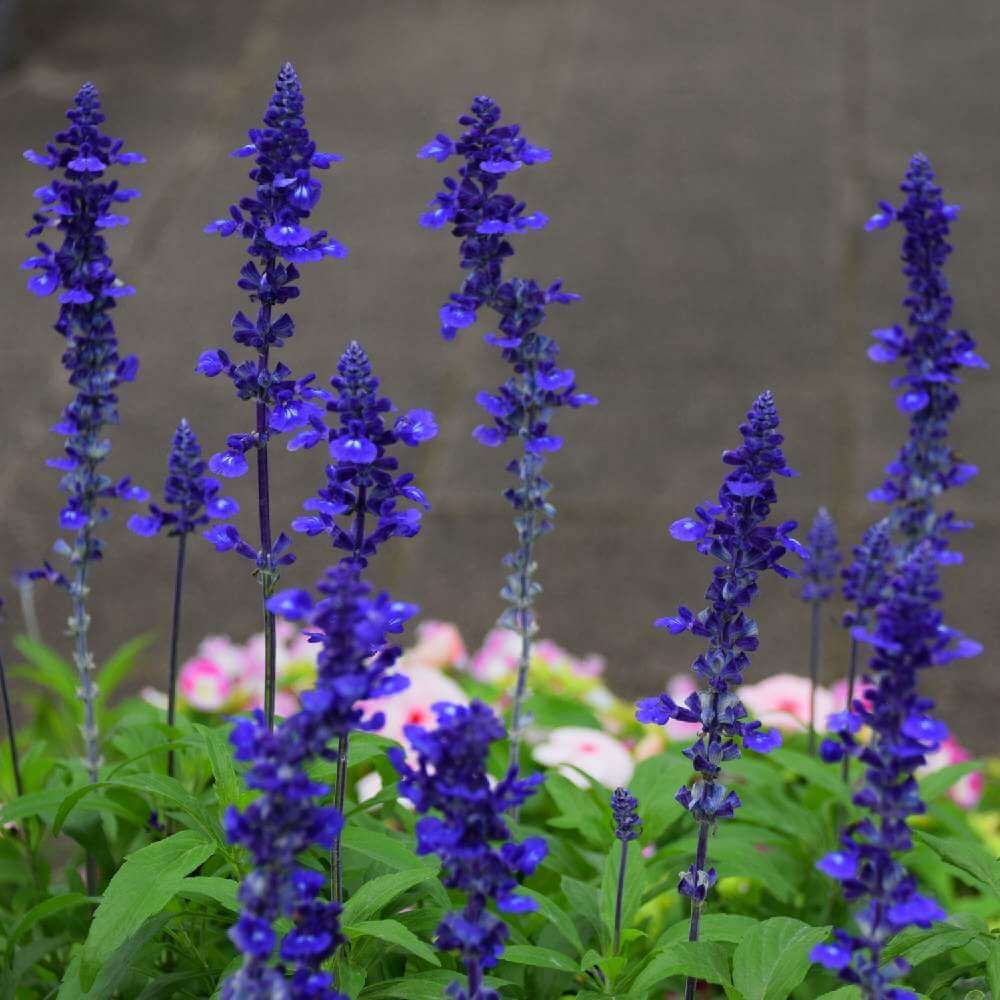 ブルーサルビア