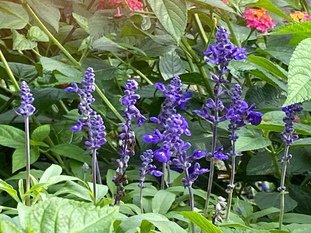 ブルーサルビア