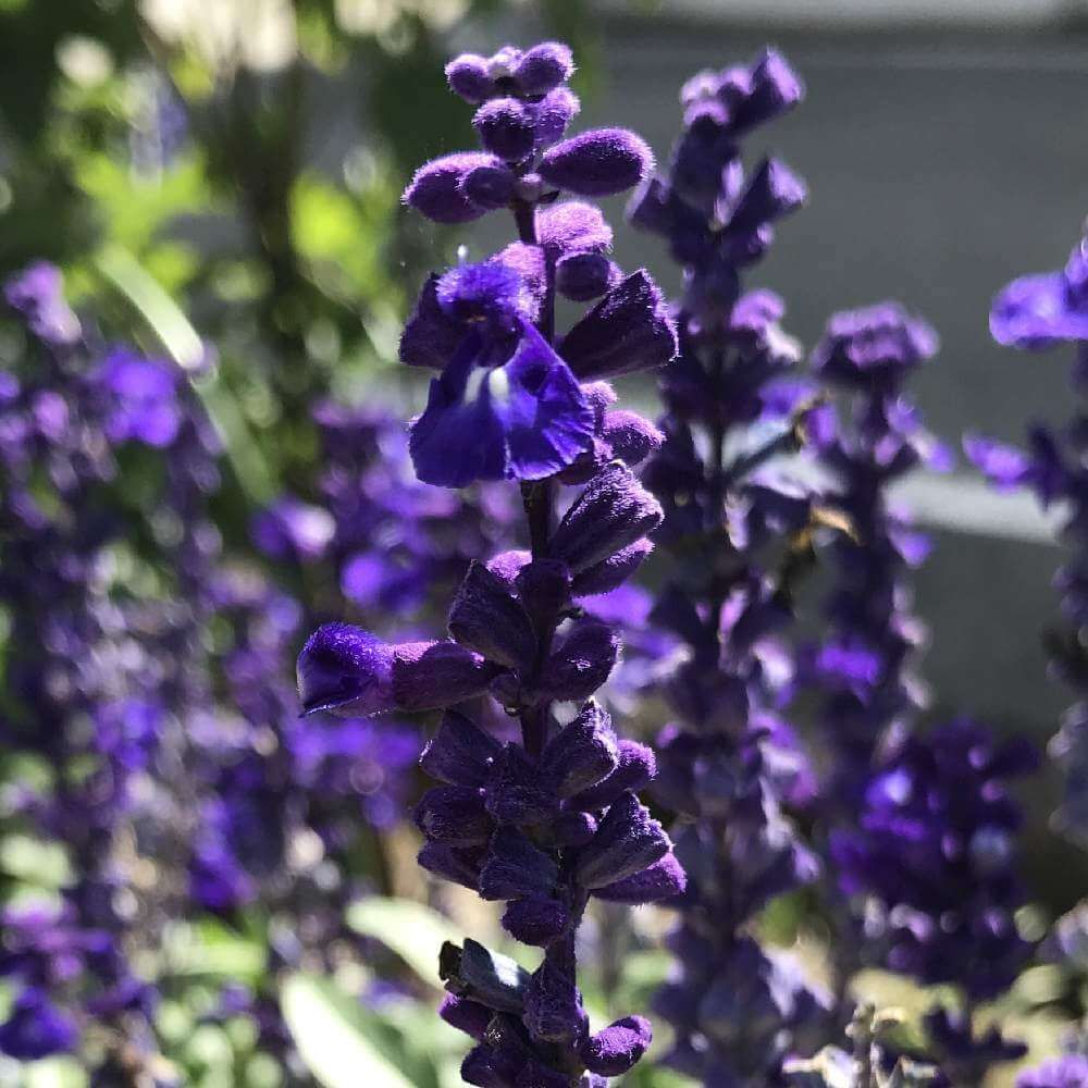 ブルーサルビア