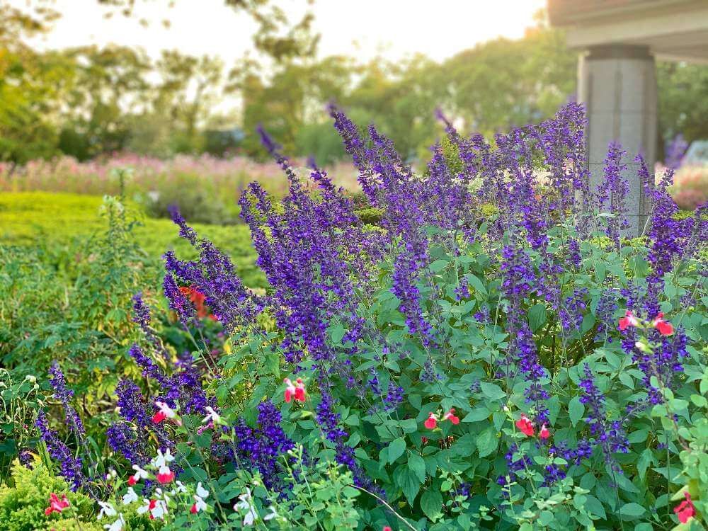 ブルーサルビア