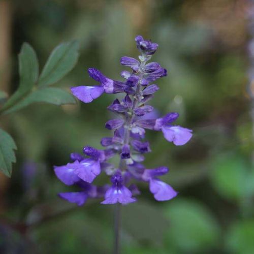 ブルーサルビアの花言葉 花の特徴や由来 寄せ植えにおすすめ Greensnap グリーンスナップ