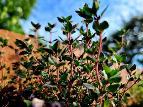 レモンタイムの花言葉 花の香りや由来 ハーブとしての効能は Greensnap グリーンスナップ