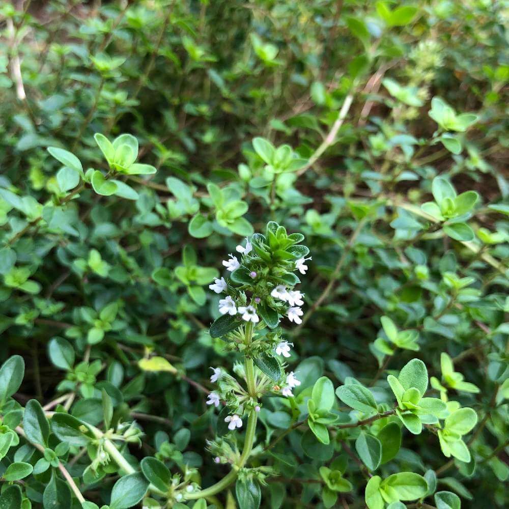 クリーピングタイム