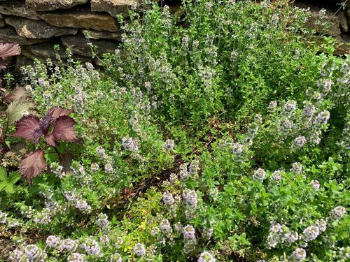 ハーブの種類31選 花が咲くのは 庭植え向きなのは 料理に使えるのは Greensnap グリーンスナップ