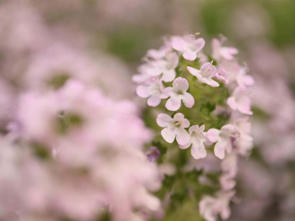 クリーピングタイムの花言葉 花の由来やハーブとしての効能は Greensnap グリーンスナップ