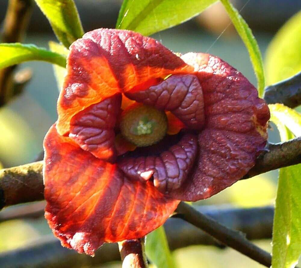 ポポーの木 花 人工授粉