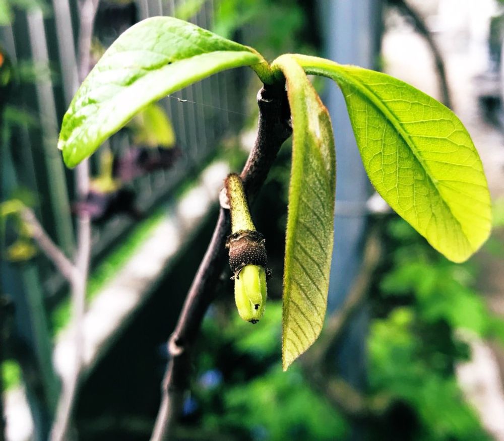 ポポーの木 葉っぱ