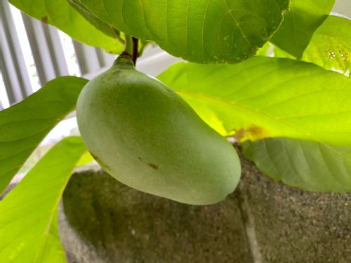 ポポーの花言葉 実の特徴や栄養 どんな味がする果物 Greensnap グリーンスナップ