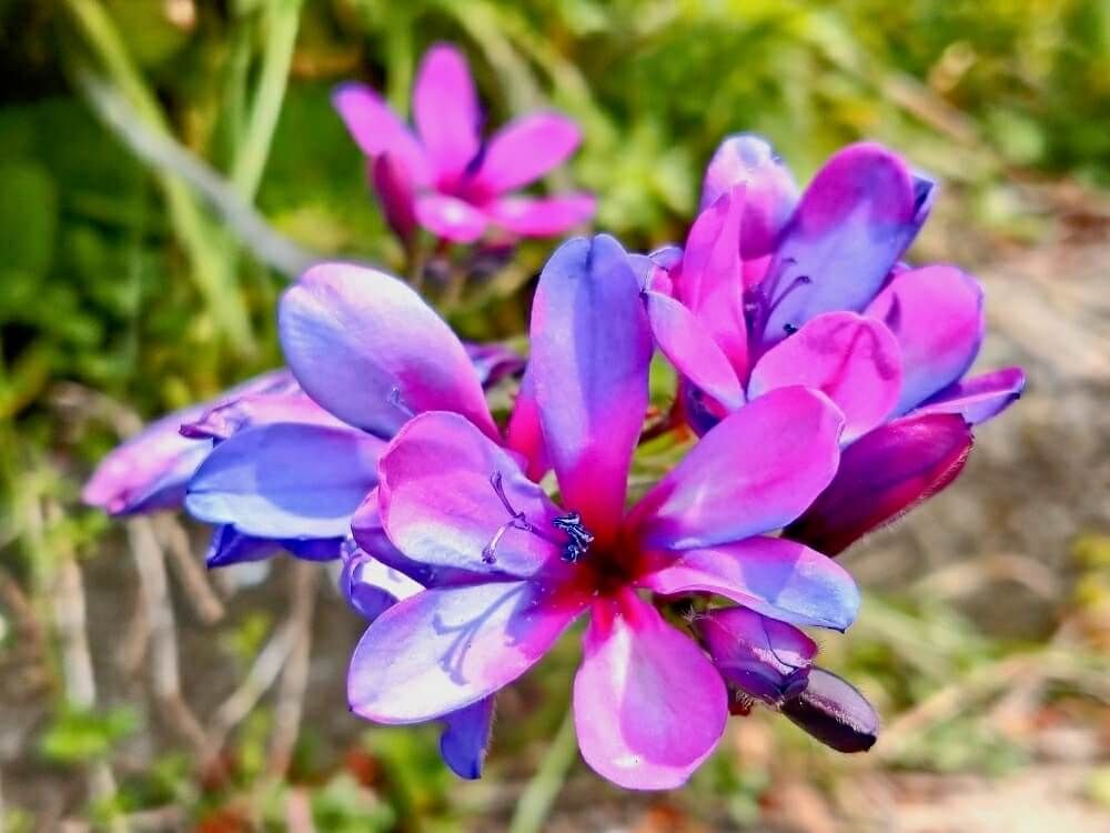 イキシア　紫色の花