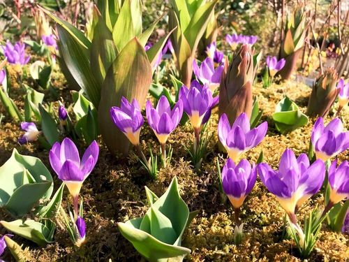 クロッカスの花言葉 色別の意味と花の特徴は 人気の6種類はこれだ Greensnap グリーンスナップ