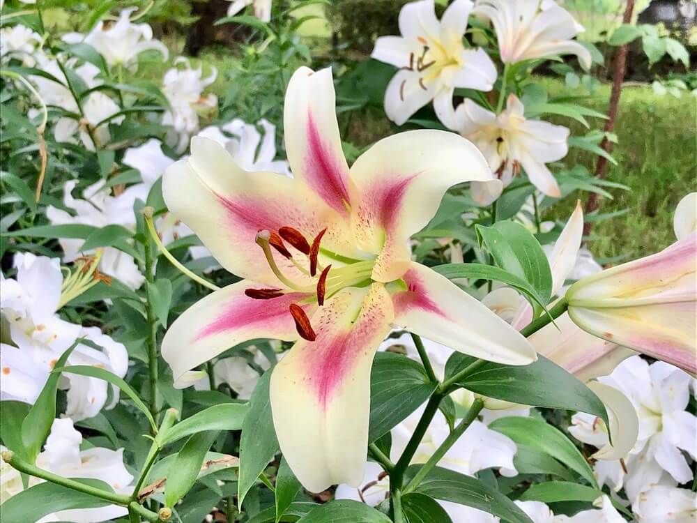 オリエンタルリリー