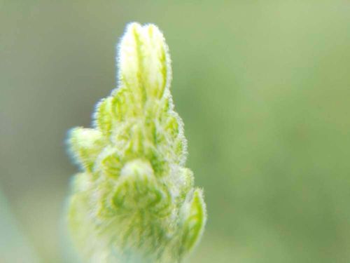 フレンチラベンダーの花言葉 意味や由来 花の香りや効能は Greensnap グリーンスナップ