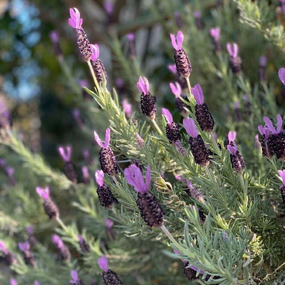 フレンチラベンダー