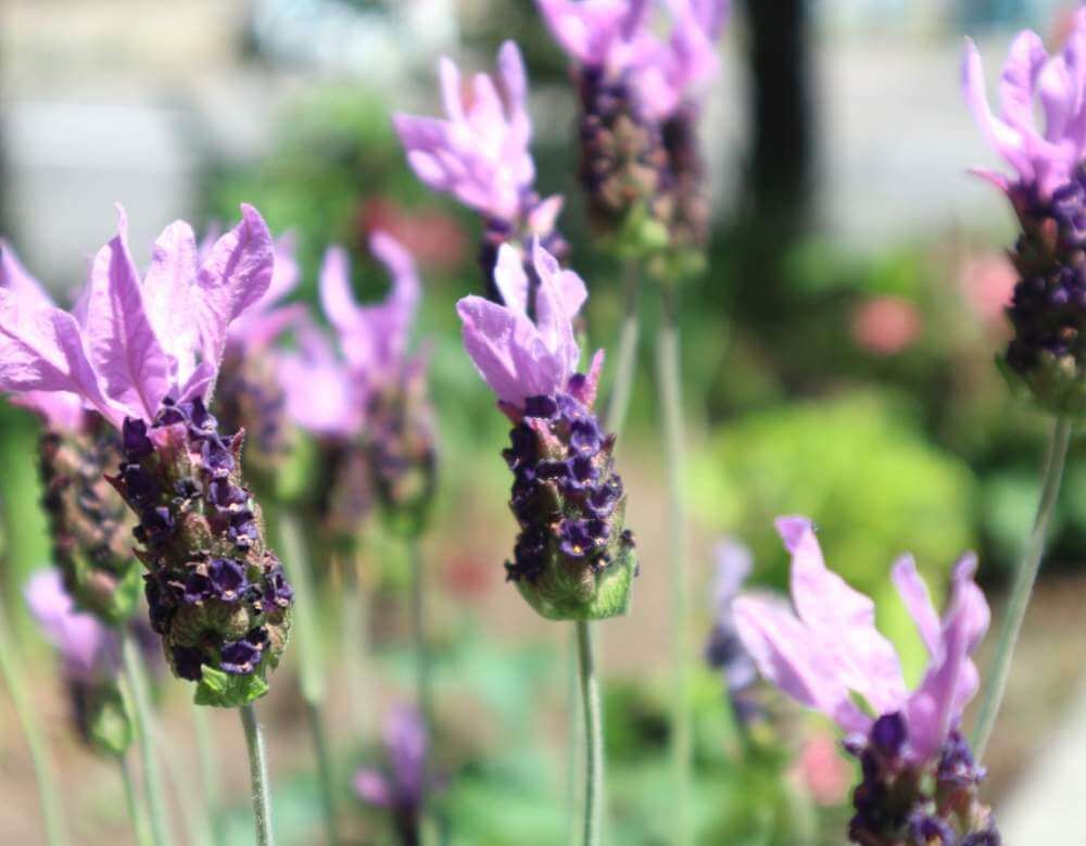 フレンチラベンダー