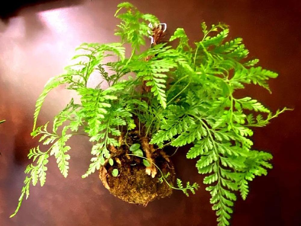 トキワシノブ　株　葉