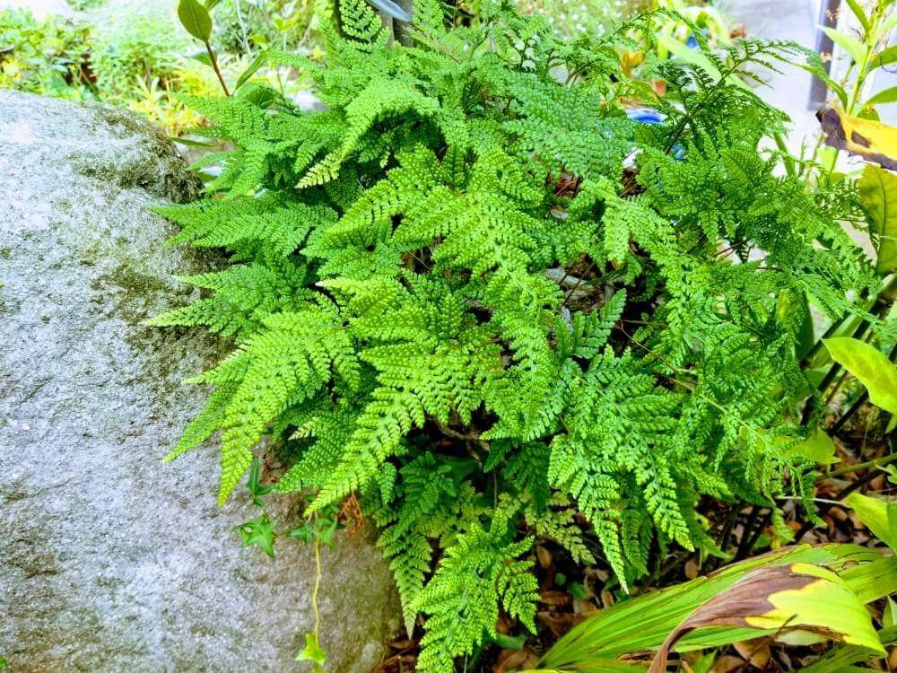 トキワシノブ　地植え　葉