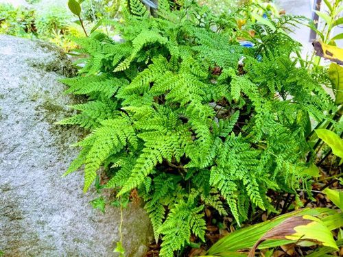 トキワシノブの花言葉 由来や特徴 シノブとの違いは Greensnap グリーンスナップ