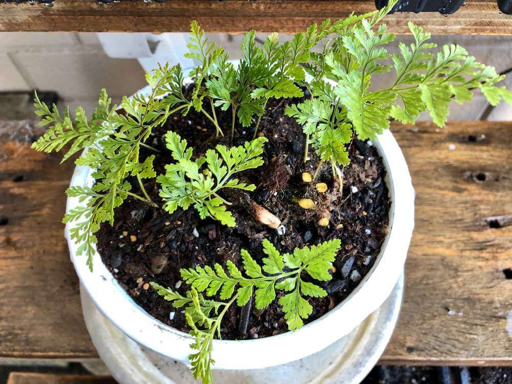 トキワシノブ　鉢植え　葉