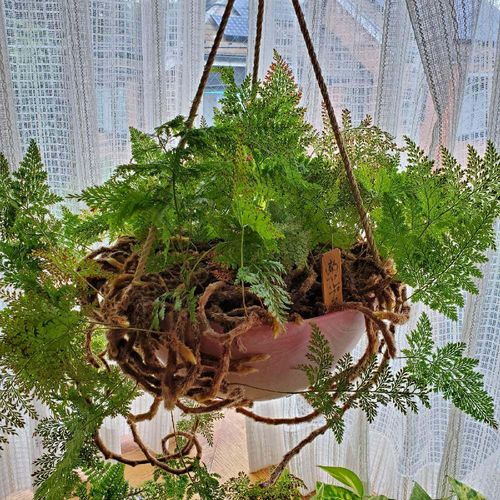 シノブの花言葉 由来や種類 観葉植物におすすめ Greensnap グリーンスナップ