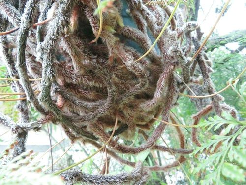 シノブの花言葉 由来や種類 観葉植物におすすめ Greensnap グリーンスナップ