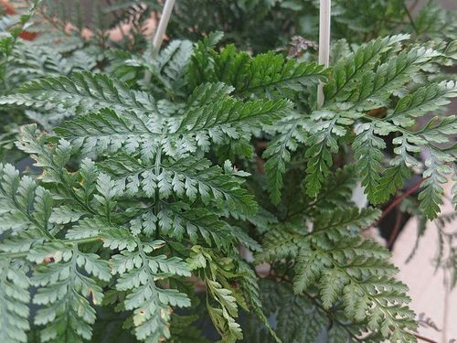 シノブの花言葉 由来や種類 観葉植物におすすめ Greensnap グリーンスナップ シノブの花言葉 由来や種類 観葉植物におすすめ Greensnap グリーンスナップ