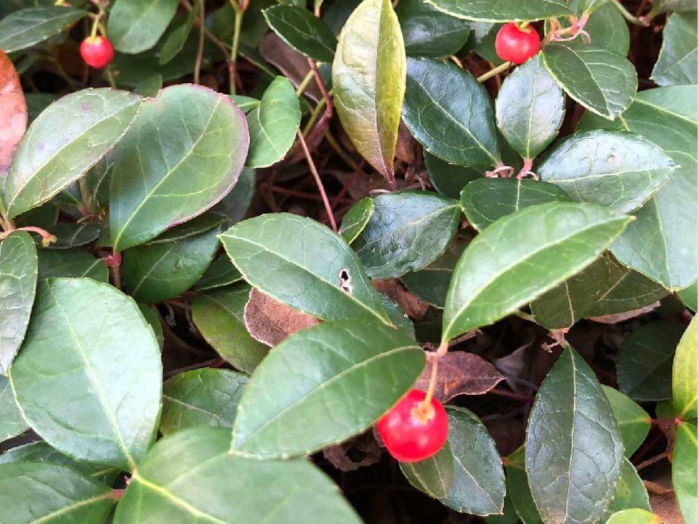 チェッカーベリー　赤い実　葉