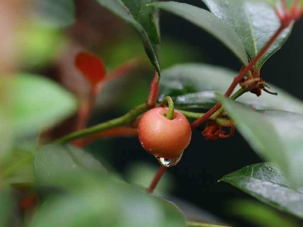 チェッカーベリー　赤い実　水滴