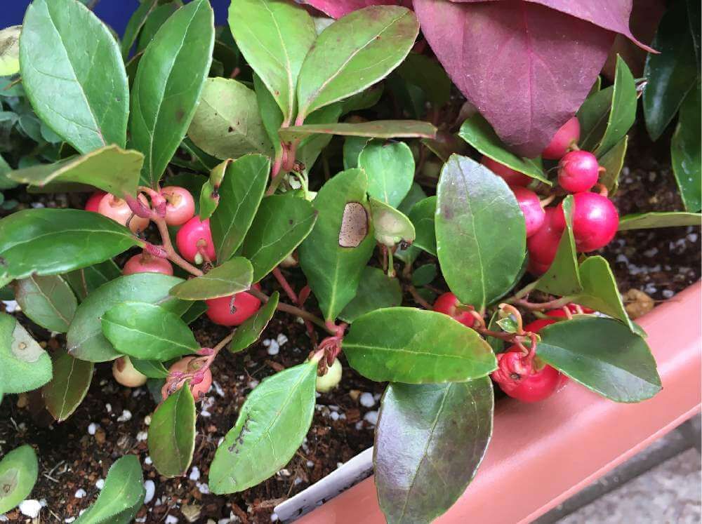 チェッカーベリー　プランター　赤い実