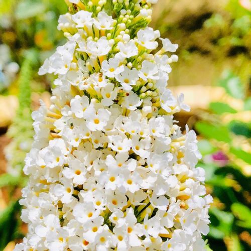 ブッドレア フサフジウツギ の花言葉 意味や由来は 白や赤の色別の種類は Greensnap グリーンスナップ