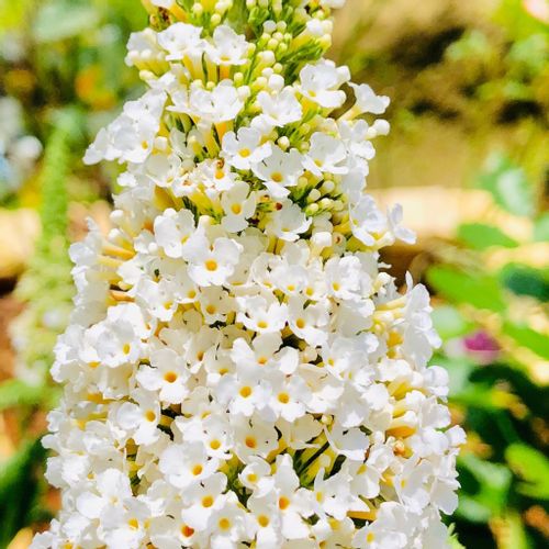 ブッドレア フサフジウツギ の花言葉 意味や由来は 白や赤の色別の種類は Greensnap グリーンスナップ ブッドレア フサフジウツギ の花言葉 意味や由来は 白や赤の色別の種類は Greensnap グリーンスナップ