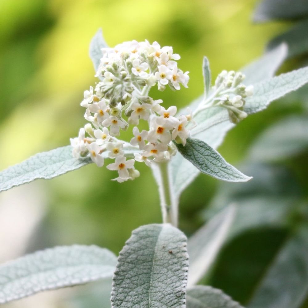 ブッドレア　シルバーアニバーサリー