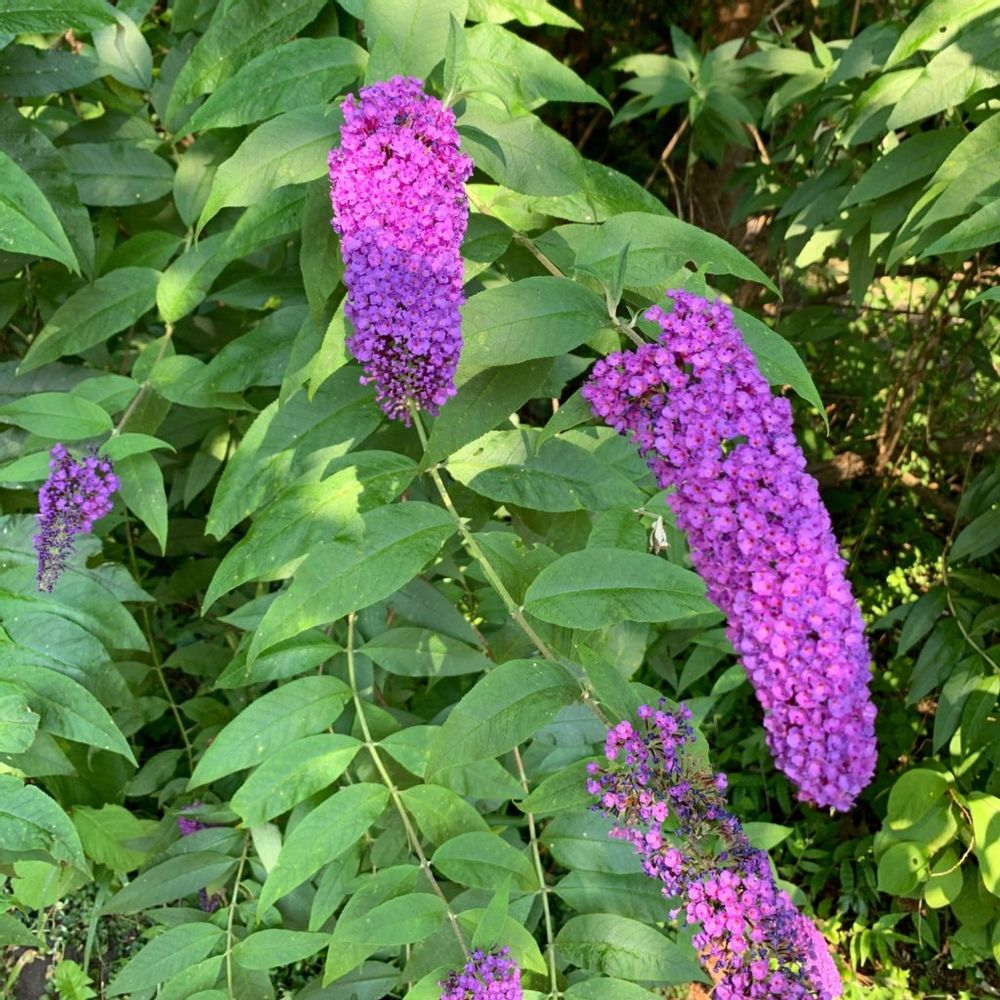 ブッドレア　房