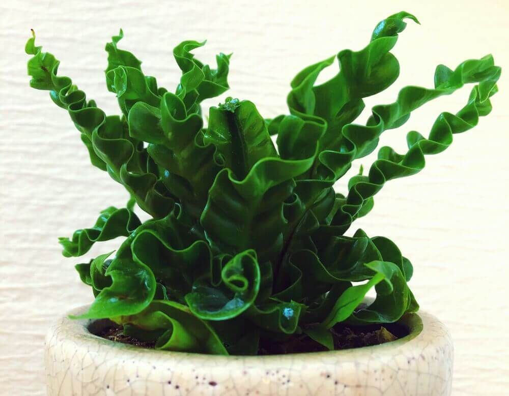 アスプレニウム