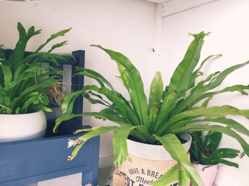 アスプレ二ウムの花言葉 意味やエメラルドウェーブなどの種類は Greensnap グリーンスナップ