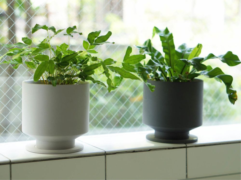 アスプレニウム