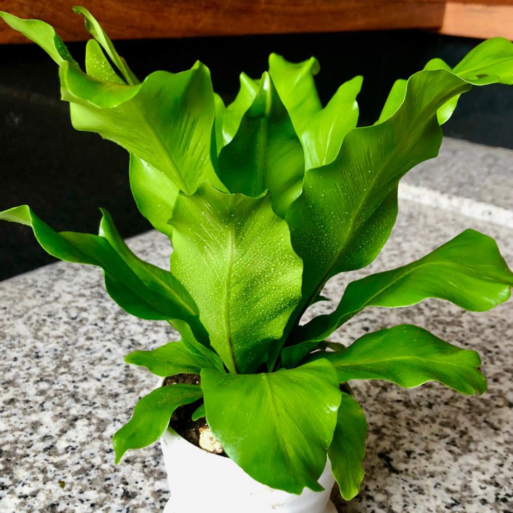 アスプレニウム