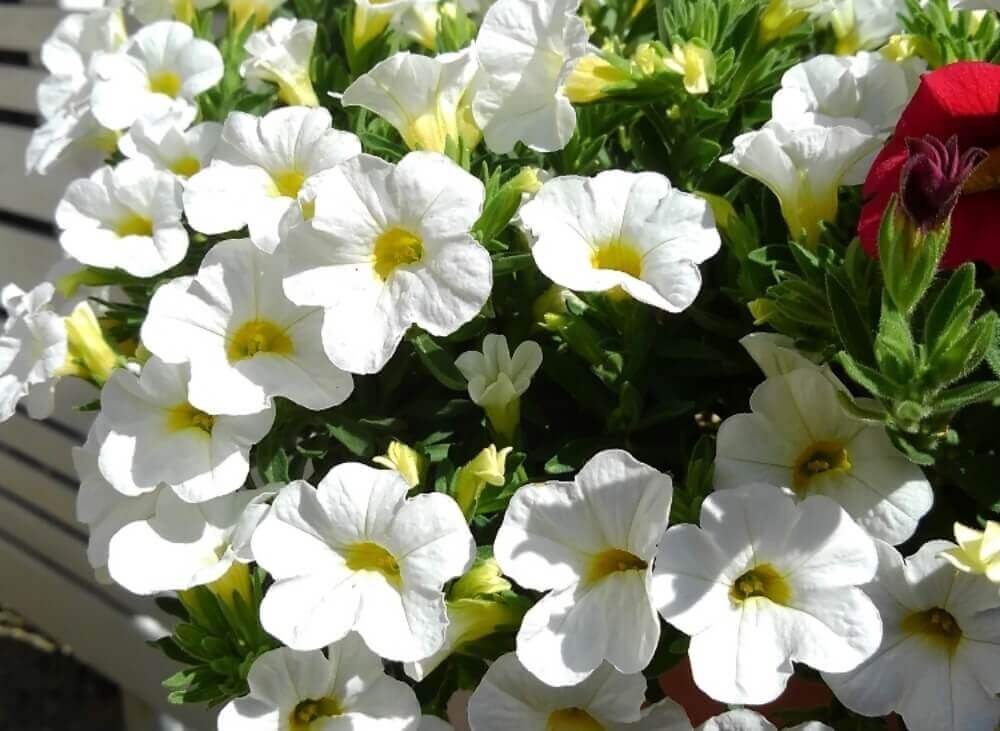 リリカシャワー　白い花