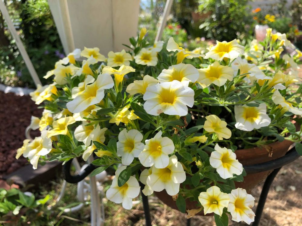 ミリオンベル　黄色い花　鉢植え