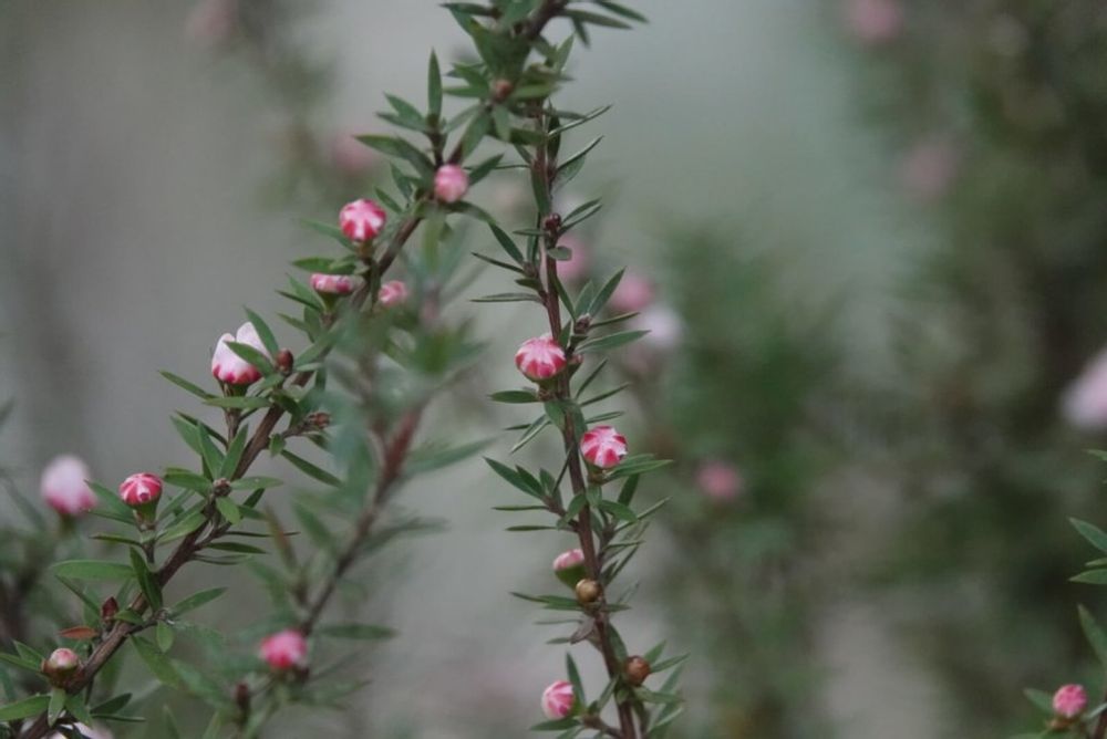 ギョリュウバイ