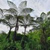 ヘゴの花言葉｜由来や種類、特徴は？の画像