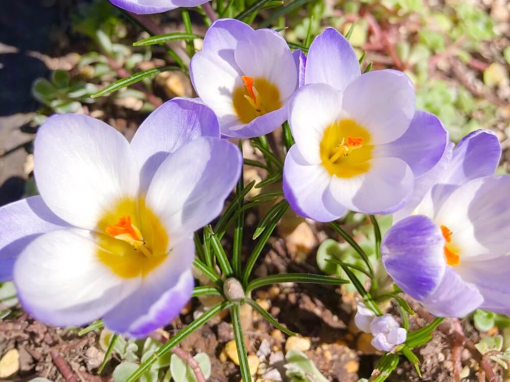 クロッカスの花言葉 色別の意味と花の特徴は 人気の6種類はこれだ Greensnap グリーンスナップ