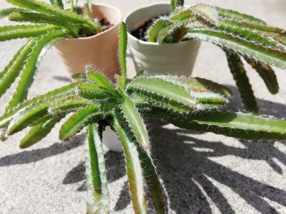 ドラゴンフルーツ　鉢植え　葉